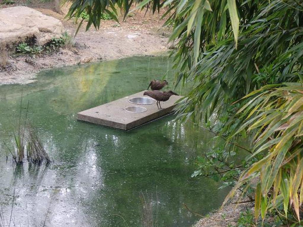 149 BIO PARC DE DOUE LA FONTAINE 2- 2016_000060.jpg